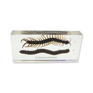 Centipede and millipede comp plastomount