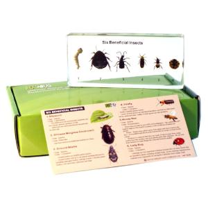Beneficial insects plastomount