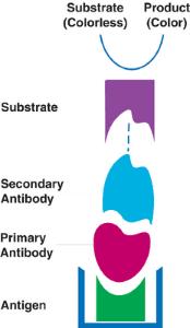 470106-094 - INTRODUCTION TO ELISA REACTIONS