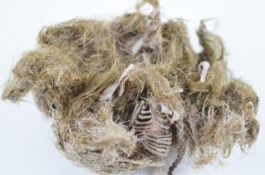 Simulated owl pellet, vole