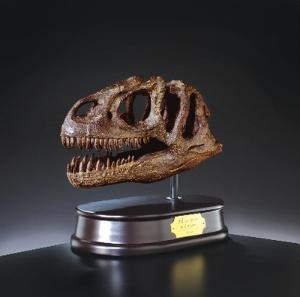 Stegosaurus Skull Model