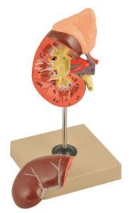 Eisco® Kidney and Adrenal Gland Model