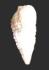 Cerithium sp. (Pliocene)